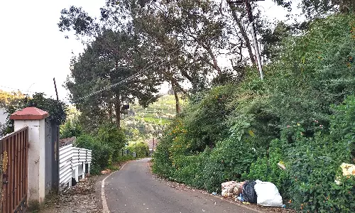 கோத்தகிரியில் அபாய மரங்களை வெட்டி அகற்ற கோரிக்கை