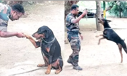 ஆனைமலை புலிகள் காப்பகத்தில் மோப்பநாய் பைரவா சேர்ப்பு