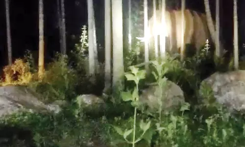 மேட்டுப்பாளையம் கல்லார் பகுதியில் பாக்கு தோப்பில் நுழைந்த பாகுபலி