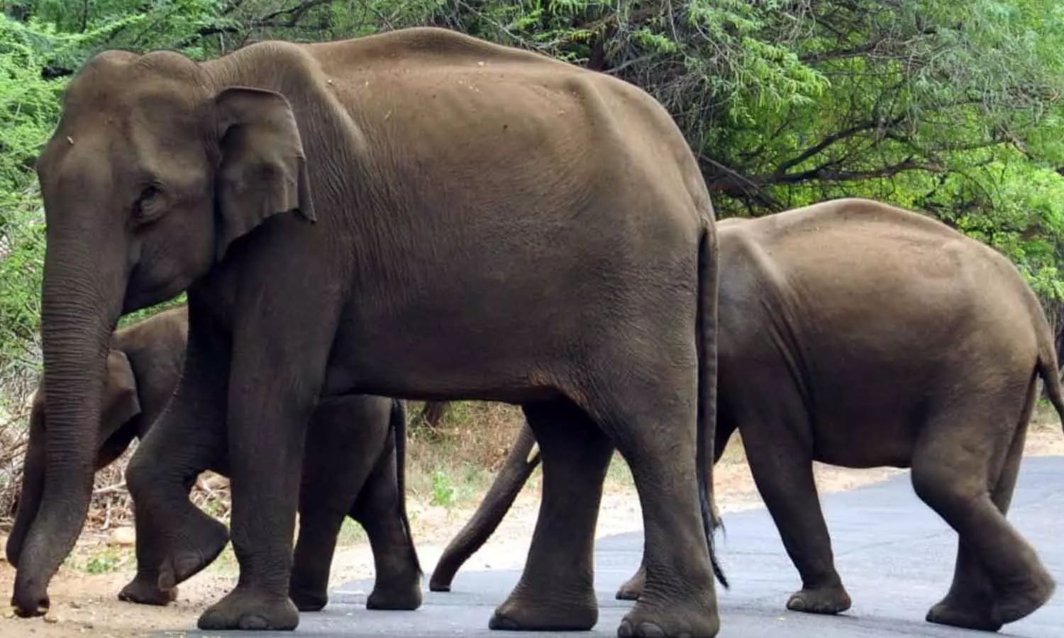 உடுமலை-மூணாறு சாலையில் யானைகள் நடமாட்டம் அதிகரிப்பு- வாகனங்களை வழிமறிப்பதால் பொதுமக்கள் அச்சம் உடுமலை-மூணாறு சாலையில் யானைகள் நடமாட்டம் அதிகரிப்பு- வாகனங்களை வழிமறிப்பதால் பொதுமக்கள் அச்சம்