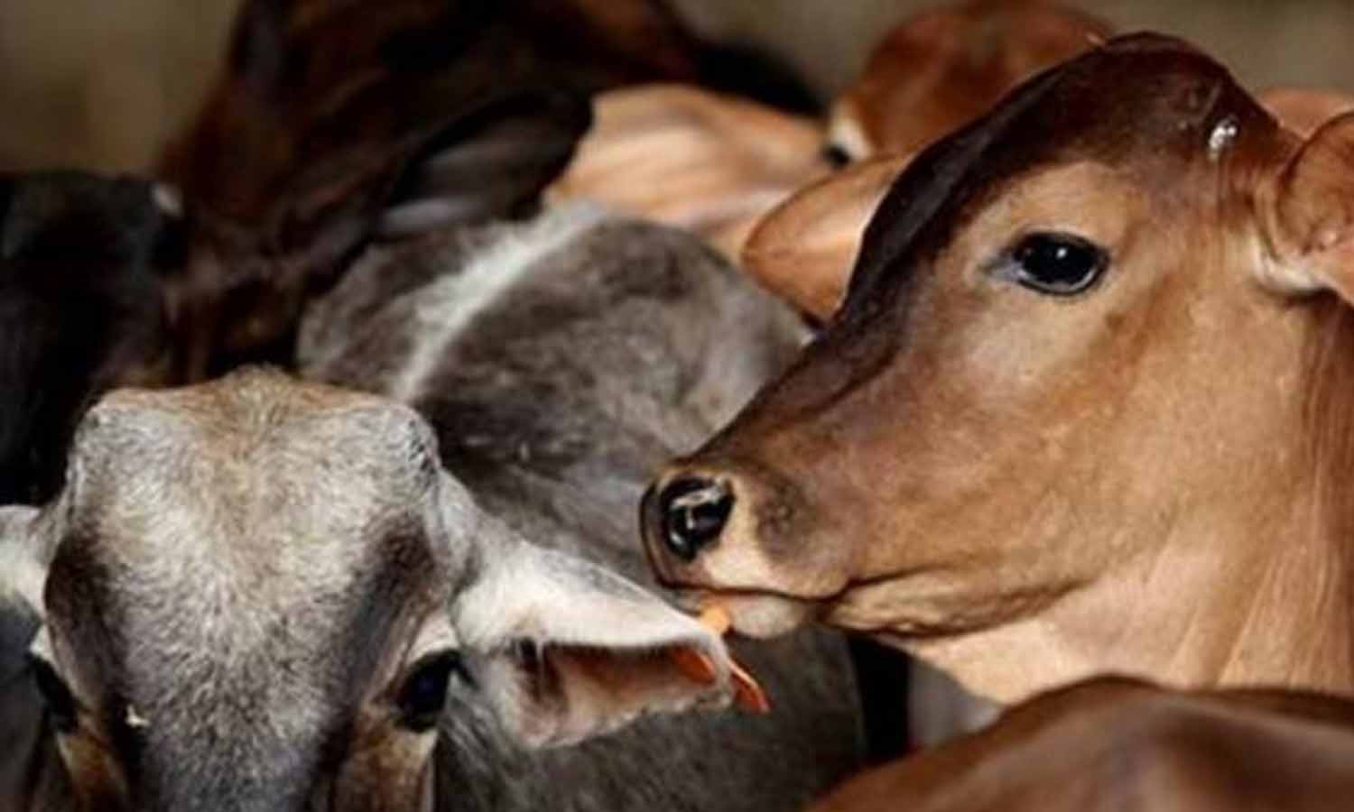 கேரளாவில் கால்நடைகளை பாதிக்கும் கோமாரி நோய் - உடுமலை எல்லையில் முன்னெச்சரிக்கை பணிகள் தீவிரம்