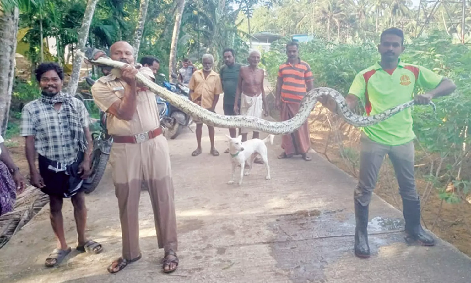 குலசேகரம் அருகே 10 அடி நீளம் உள்ள மலைப்பாம்பு சிக்கியது