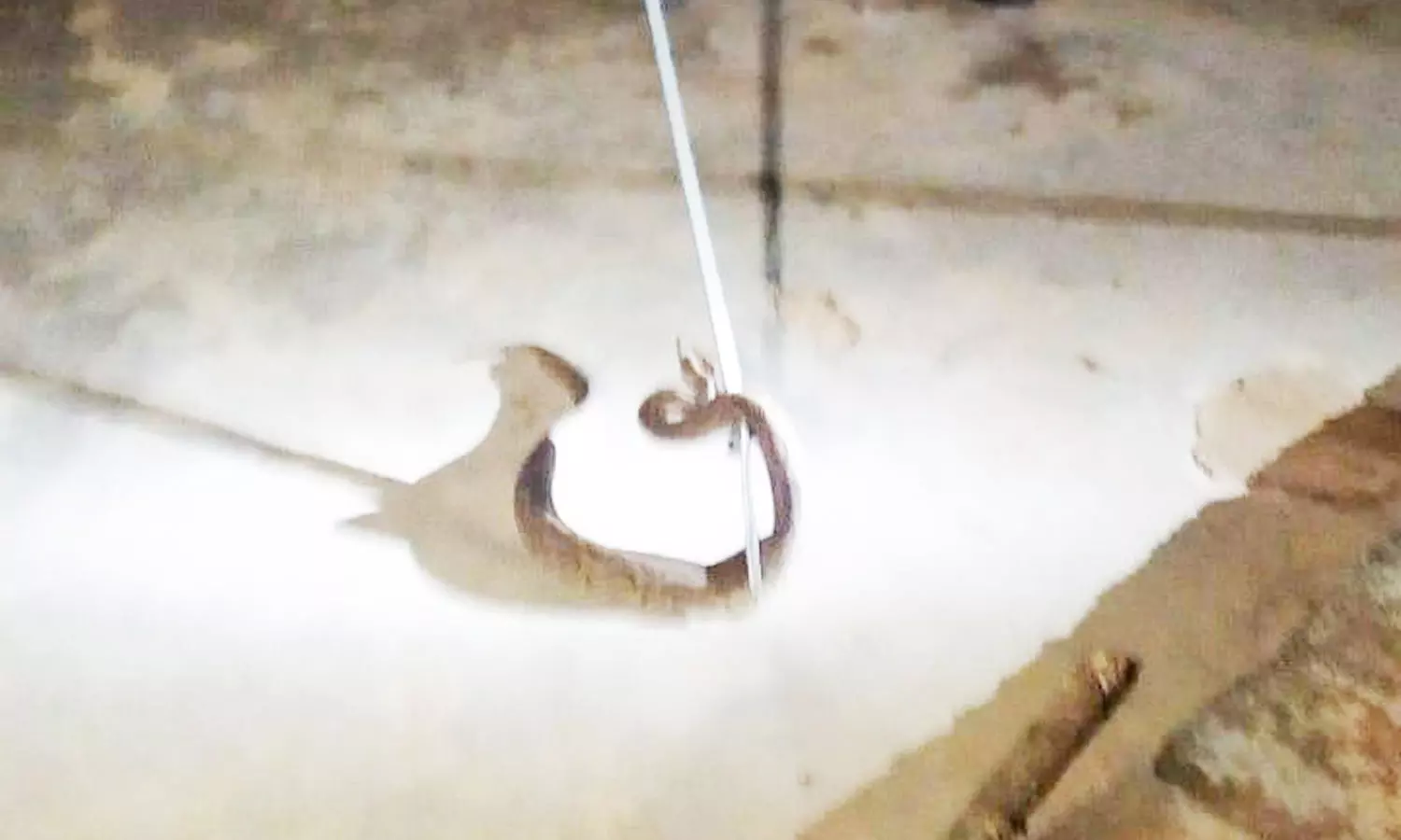 வீட்டில் நுழைந்த கண்ணாடி விரியன் பாம்பு