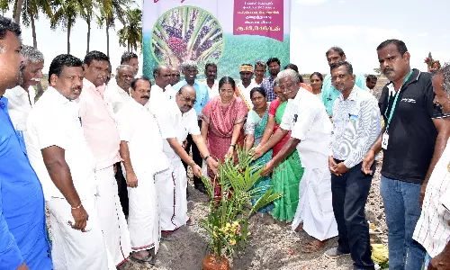 அரியலூரில் எண்ணெய் பனை நடவு