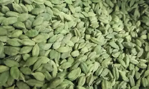 போடி பகுதியில் ஏலக்காய் வரத்து குறைவால் விலை கடும் உயர்வு