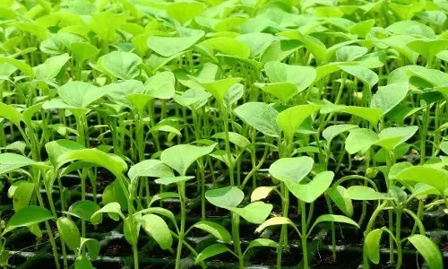 நெல்லை, தென்காசி மாவட்டத்தில் உரிமம் இன்றி காய்கறி நாற்றுகள் விற்றால் கடும் நடவடிக்கை- துணை இயக்குனர் எச்சரிக்கை