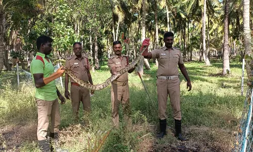சுசீந்திரம் அருகே தென்னந்தோப்பில் வலையில் சிக்கிய மலை பாம்பு