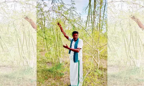 முருங்கை காய்களை வாங்க ஆள் இல்லாமல் மரத்திலே காய்ந்து வீணாகும் அவலம்