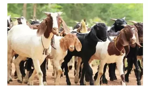 கம்பைநல்லூர் வாரச்சந்தையில் ரூ.13 லட்சத்திற்கு ஆடுகள் விற்பனை