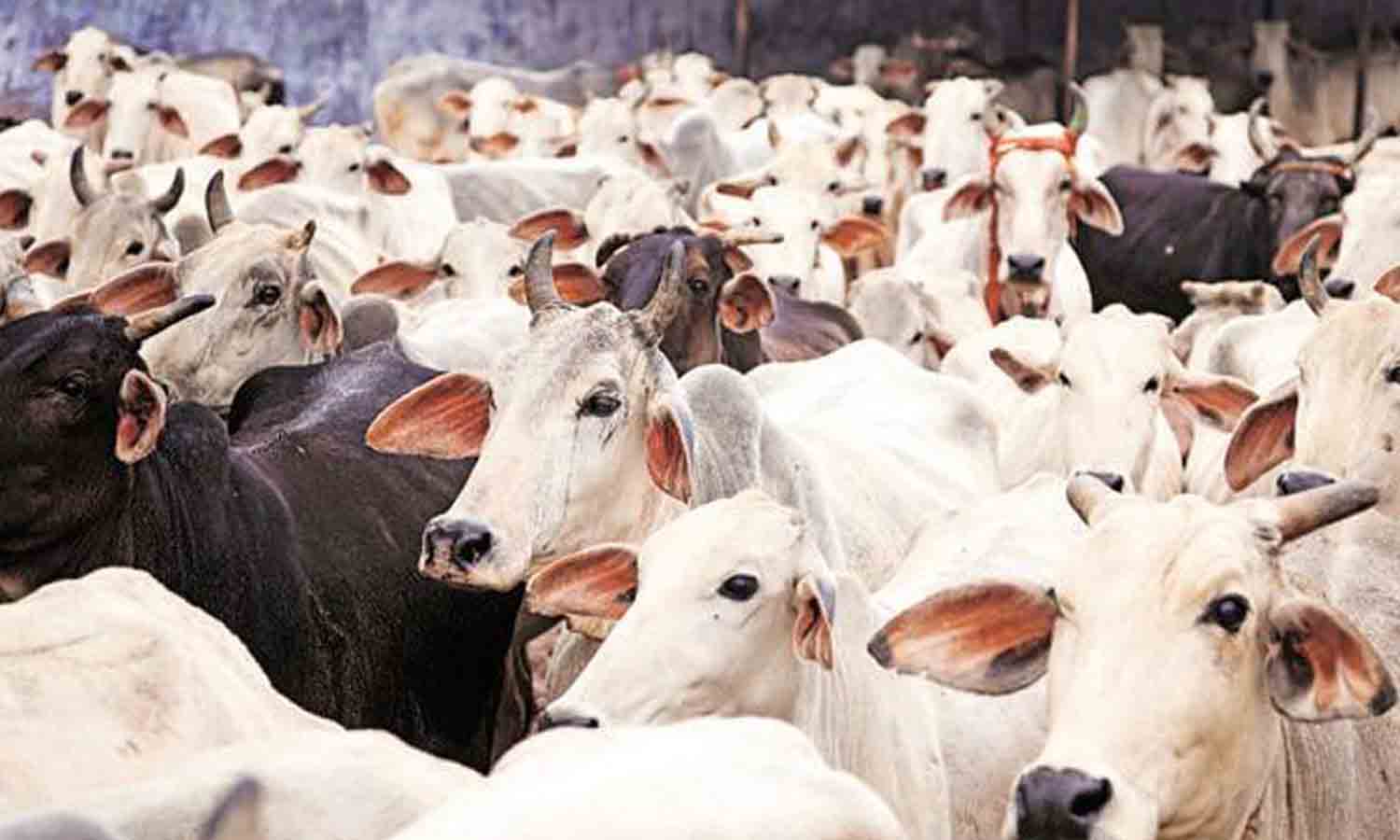 பழையக்கோட்டை சந்தையில் ரூ.12 லட்சத்திற்கு 35 மாடுகள் விற்பனை