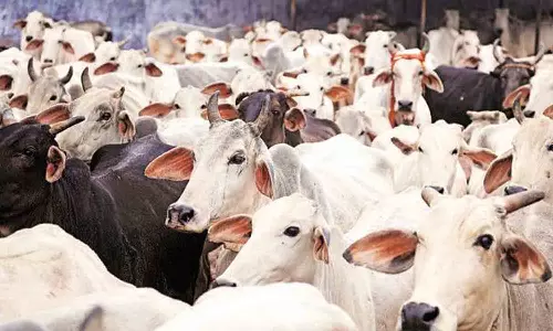 பழையக்கோட்டை சந்தையில் ரூ.12 லட்சத்திற்கு 35 மாடுகள் விற்பனை