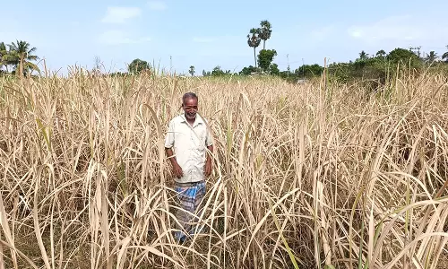 பண்ருட்டியில்  மின்மாற்றி பழுதானதால் நீரின்றி கருகும் பயிர்கள்:விவசாயிகள் கவலை