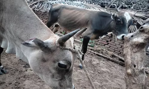 நெல், பருத்தி வயல்களில் மேய்ந்த 7 மாடுகளின் நுனி காதுகள் அறுப்புபுவனகிரி விவசாயிகள் கைது