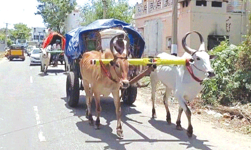 மழை வேண்டி கள்ளழகர் கோவிலுக்கு மாட்டுவண்டி பயணம்