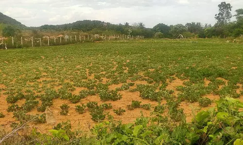 சூளகிரி பகுதியில் போதிய மழை இல்லாததால் வெயிலில் வாடும் பயிர்கள்