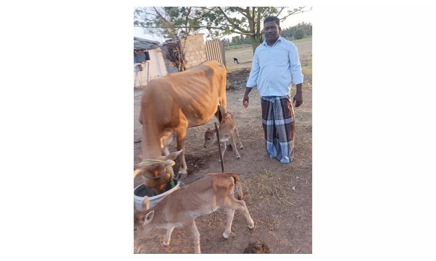 அம்மாபேட்டை அருகே 2 கன்றுகளை ஈன்ற பசு