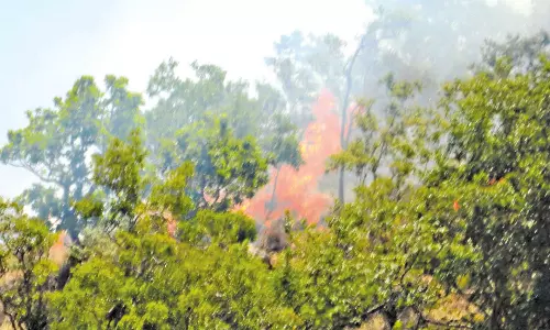 மேகமலை வனப்பகுதியில் பயங்கர காட்டுத்தீ- அரியவகை மரம், செடிகள் எரிந்து நாசம்