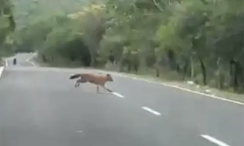 சாலையை கடந்த குள்ளநரி கூட்டம்- செல்போனில் படம் பிடித்த வாகன ஓட்டிகள்