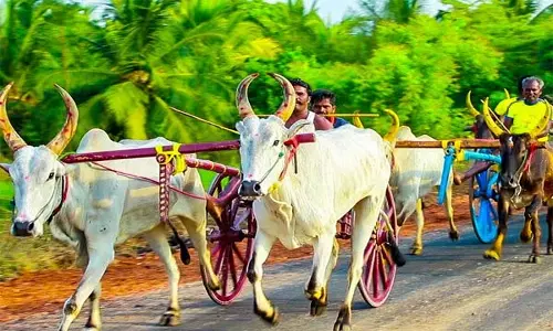 கொய்யன்விளையில் காளை வண்டி போட்டி