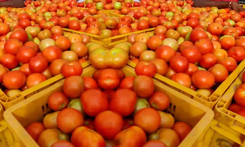 விலை தொடர்ந்து குறைந்து வந்த நிலையில் நெல்லையில் இன்று தக்காளி கிலோ ரூ.100 ஆக உயர்வு