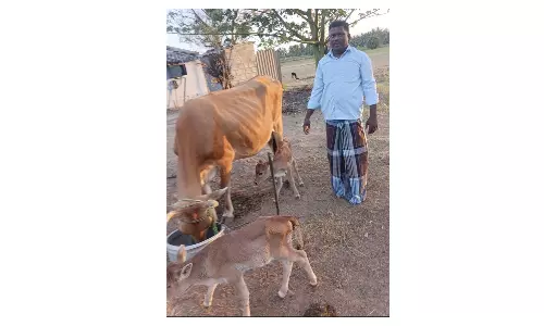 அம்மாபேட்டை அருகே 2 கன்றுகளை ஈன்ற பசு