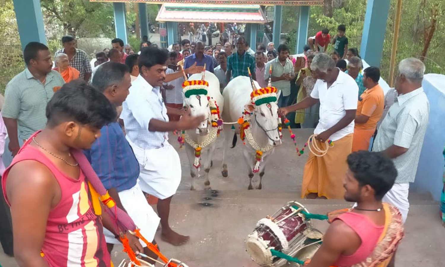ஆடி கிருத்திகை முன்னிட்டு காளை மாடுகளுடன் 161 படிகளை ஏறி சாமி தரிசனம் செய்த விவசாயி
