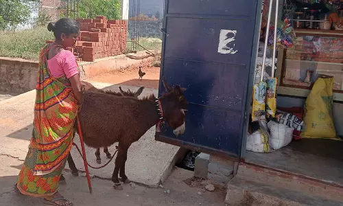 செங்கோட்டை சுற்றுவட்டாரத்தில் கழுதை பால் விற்பனை விறுவிறுப்பு- சங்கு ரூ.100-க்கு விற்பனை