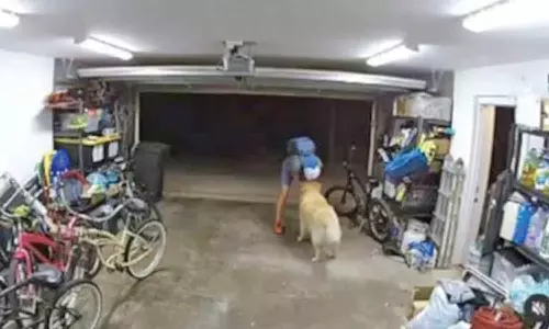 திருட வந்த இடத்தில் நாயுடன் கொஞ்சி விளையாடிய வாலிபர்