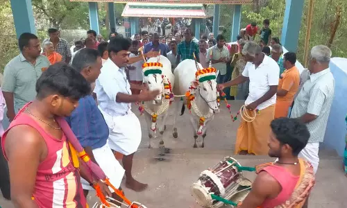 ஆடி கிருத்திகை முன்னிட்டு காளை மாடுகளுடன் 161 படிகளை ஏறி சாமி தரிசனம் செய்த விவசாயி