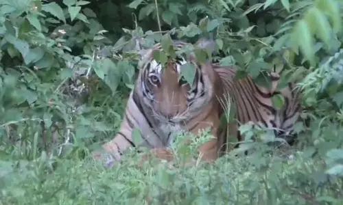 பத்துகாணி பகுதியில் புலியை பிடிக்க 3 இடங்களில் கூண்டு