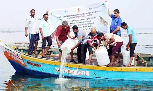கடலில் விடப்பட்ட 48 லட்சம் இறால் குஞ்சுகள்