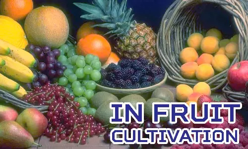 தென்னைக்கு மாற்றாக பழப்பயிர் சாகுபடியில் ஆர்வம் காட்டும் உடுமலை விவசாயிகள்