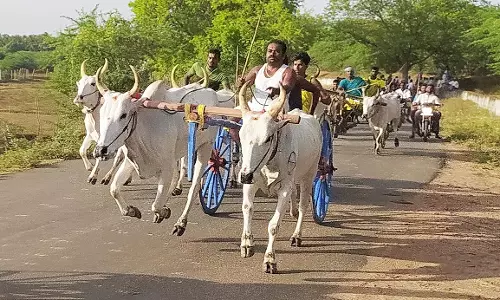 இரட்டை மாட்டுவண்டி பந்தயம்