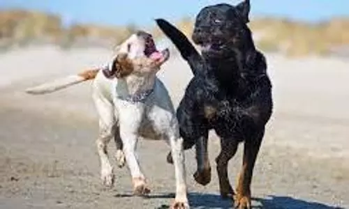 ஜெயங்கொண்டத்தில் நாய்கள் அட்டகாசம்