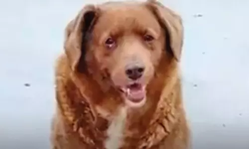 30 வருடங்கள் உயிர் வாழ்ந்து கின்னஸ் சாதனை படைத்த நாய்