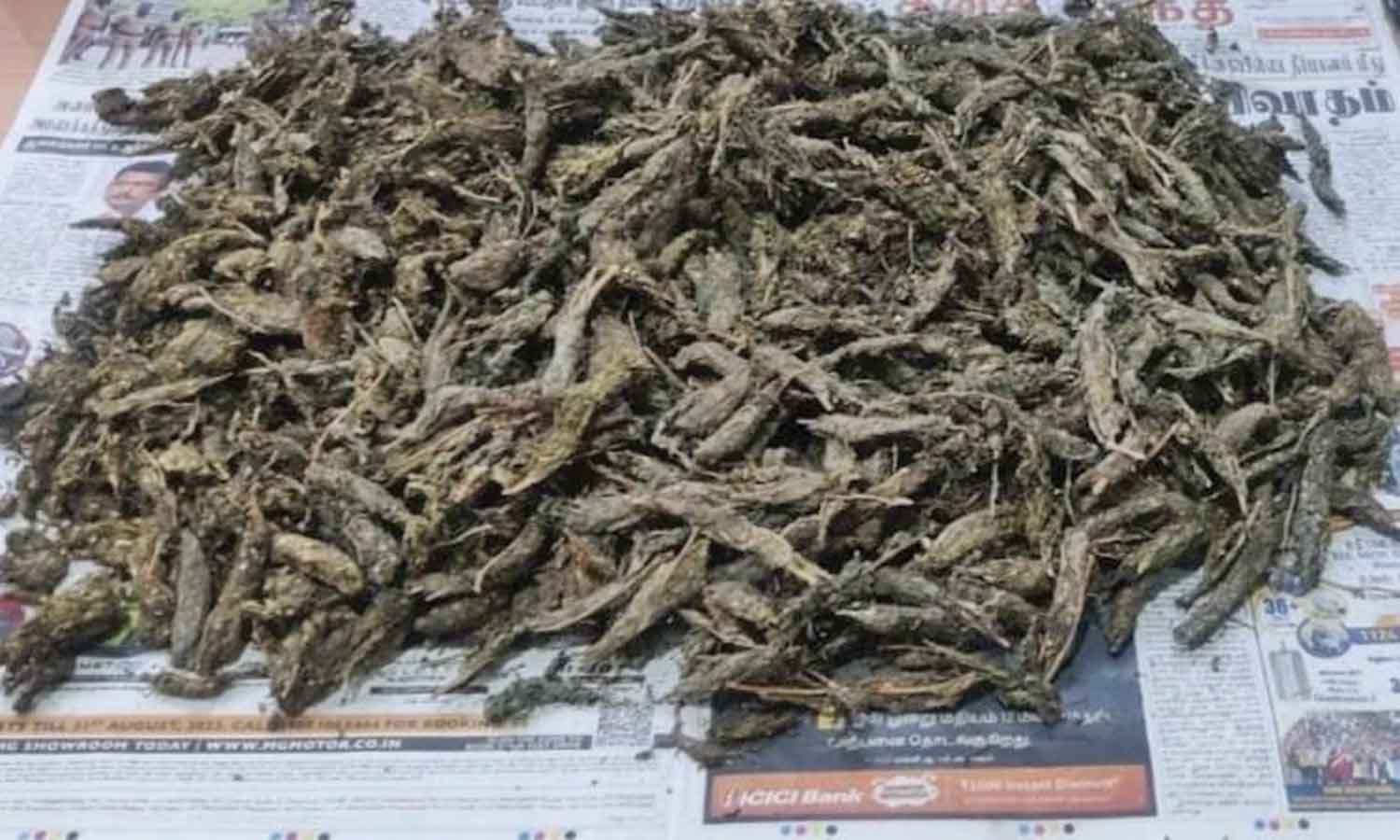 தூத்துக்குடியில் கஞ்சா விற்ற 4 பேர் கைது