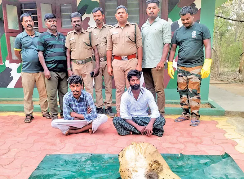 களக்காடு அருகே கடமானை வேட்டையாடிய கும்பல் சிக்கியது எப்படி? பரபரப்பு தகவல்கள் களக்காடு அருகே கடமானை வேட்டையாடிய கும்பல் சிக்கியது எப்படி? பரபரப்பு தகவல்கள்