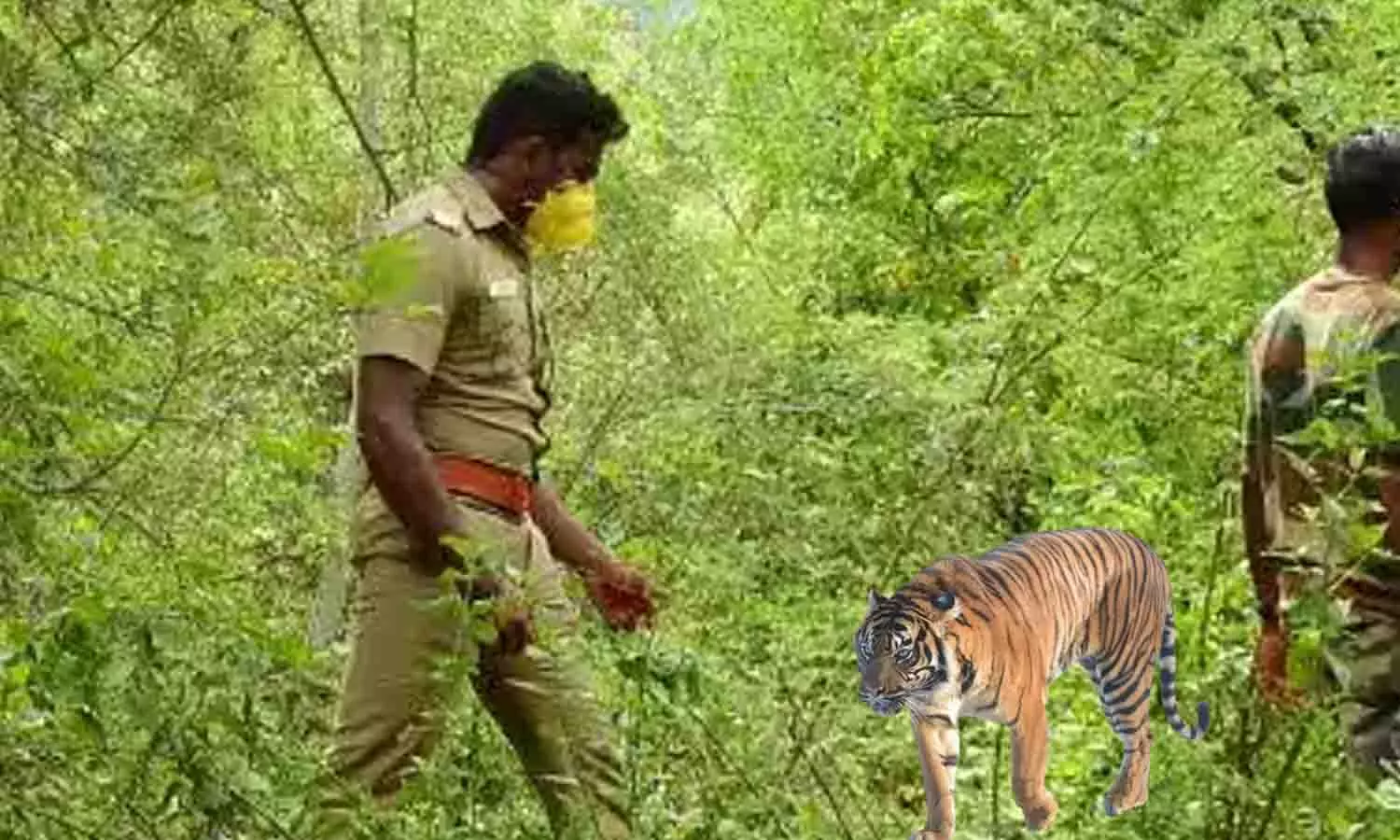 ஊதியூர் மலைப்பகுதியில் பதுங்கியிருக்கும் சிறுத்தையை கண்காணிக்க வனத்துறையினர் தீவிர ரோந்து