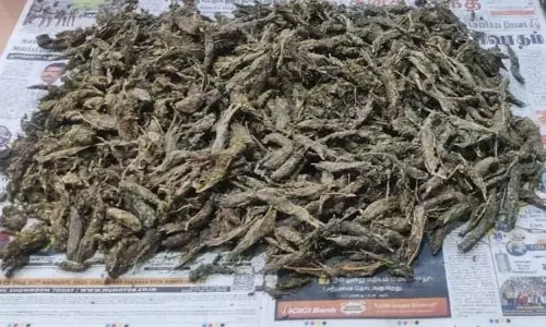 தூத்துக்குடியில் கஞ்சா விற்ற 4 பேர் கைது