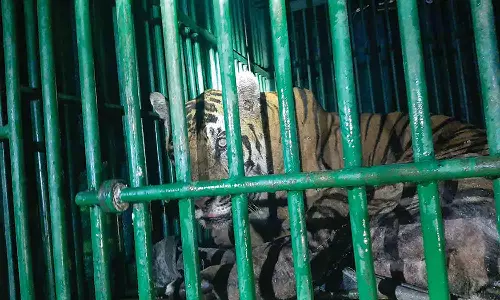 வனத்துறையினருக்கு 37 நாட்களாக போக்கு காட்டிய புலி சிக்கியது எப்படி? நிம்மதியடைந்த கிராமமக்கள்-பரபரப்பு தகவல்கள்