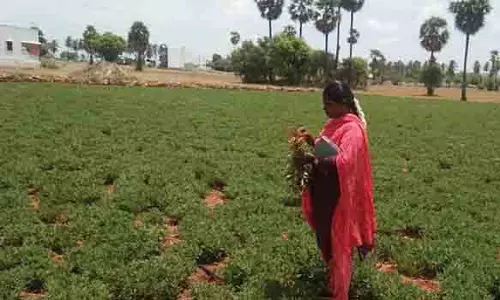 அதிக விளைச்சல் பெற சான்று பெற்ற விதைகளை பயன்படுத்த வேண்டும்