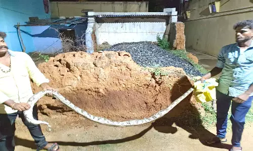 ஒடுகத்தூர் அருகே மலை பாம்பு பிடிபட்டது