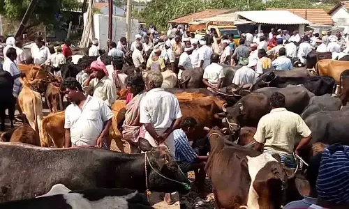அமராவதிபாளையம் மாட்டுச்சந்தை நேரம் மாற்றம்