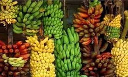 ரூ.9 லட்சத்து 47 ஆயிரத்திற்கு வாழைப்பழங்கள் ஏலம்