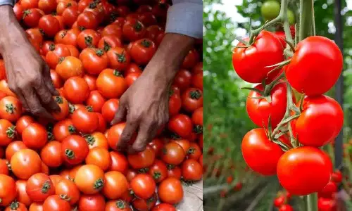 வரத்து அதிகரிப்பால் குறையும் தக்காளி விலை