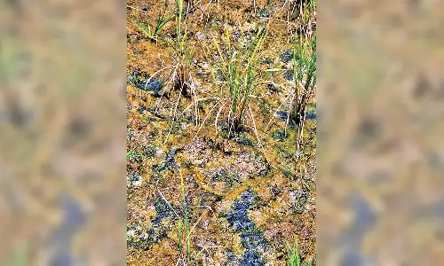 குறுவை நெல் வயலில் பச்சை பாசி வளர்வதை கட்டுப்படுத்துவது எப்படி?