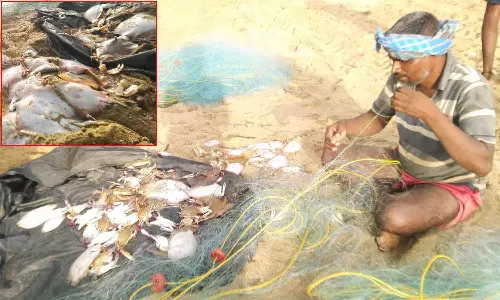 மாமல்லபுரம் மீனவர்கள் வலையில் திருக்கை குஞ்சு மீன்கள்: விலையில்லாததால் வருவாய் குறைவு