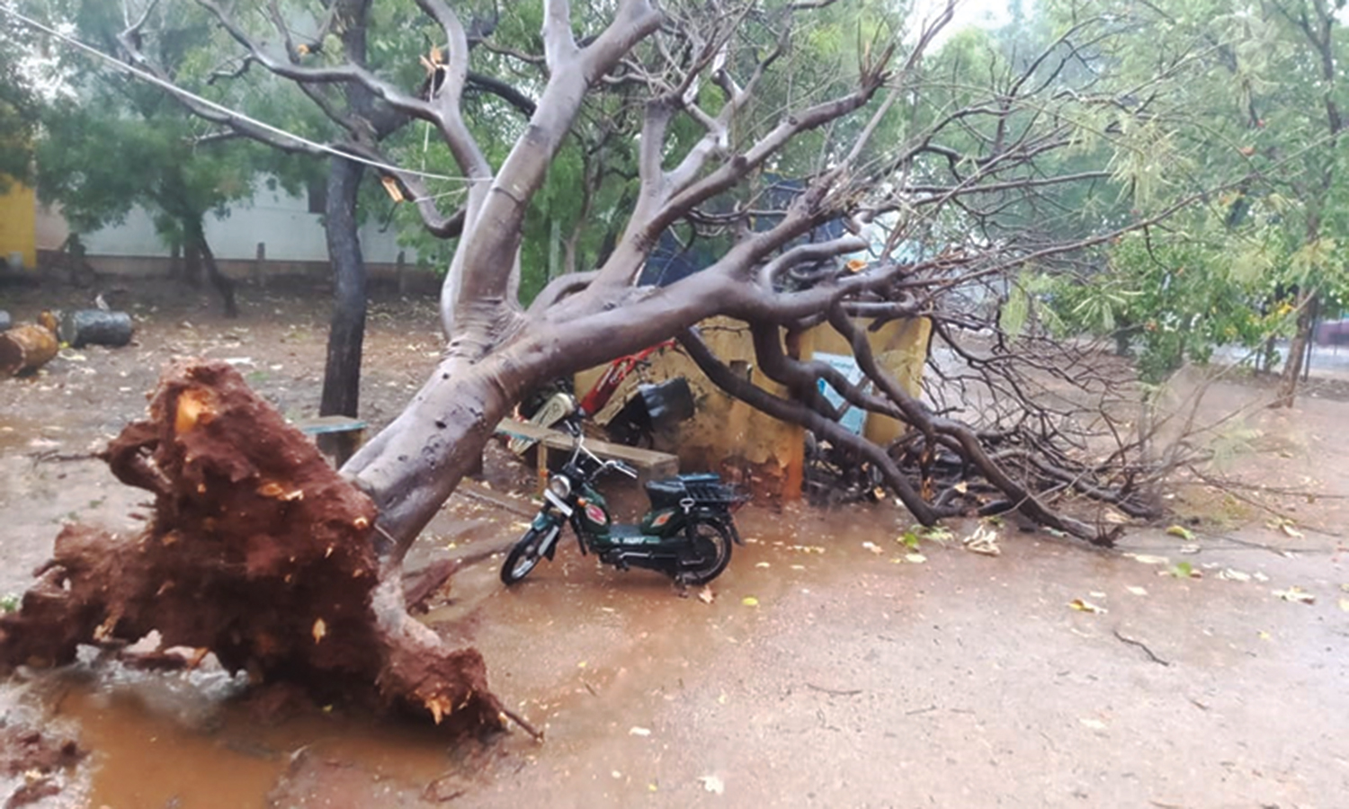 நிலக்கோட்டையில் கன மழைக்கு முறிந்து விழுந்த மரம்