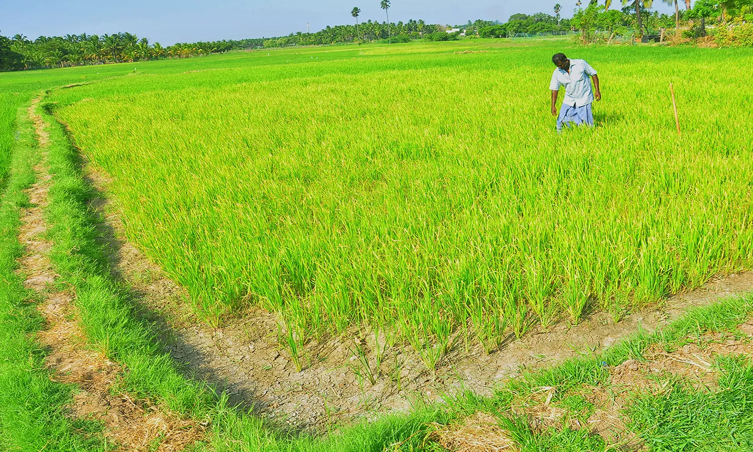 செண்பகராமன் புதூர் பகுதியில் தண்ணீர் இன்றி நெற்பயிர்கள் கருகும் அபாயம்