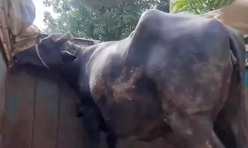 திருட்டு வழக்கில் கோர்ட்டில் ஆஜர்படுத்தப்பட்ட எருமை மாடு- ராஜஸ்தானில் ருசிகர சம்பவம்